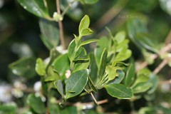 Memecylon flavescens